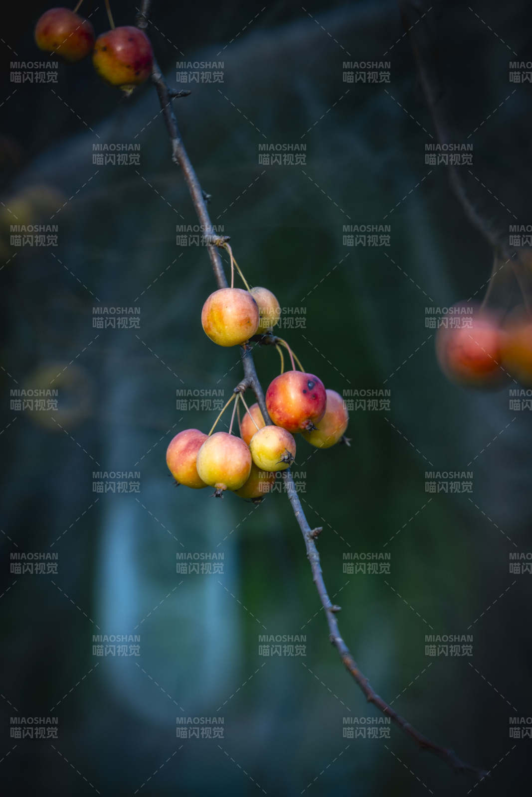 秋果挂枝头图片