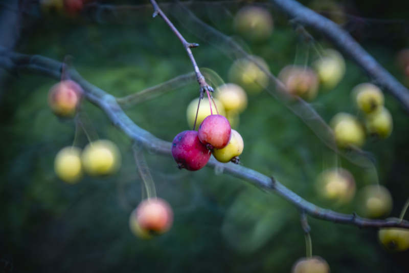 枝头红黄果图片