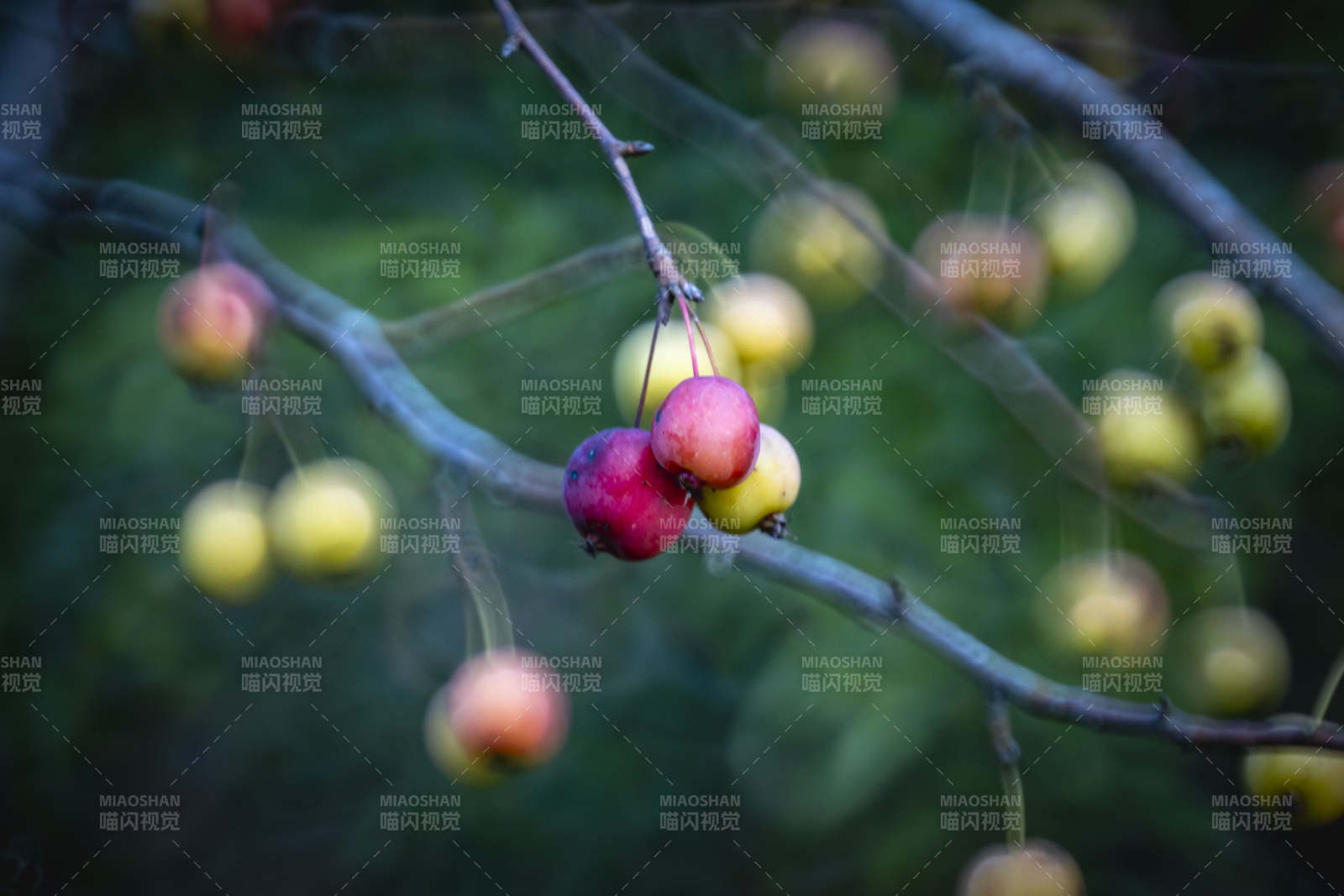 枝头红黄果图片