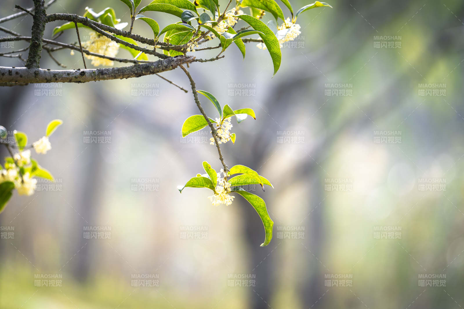 枝头花开春意浓图片