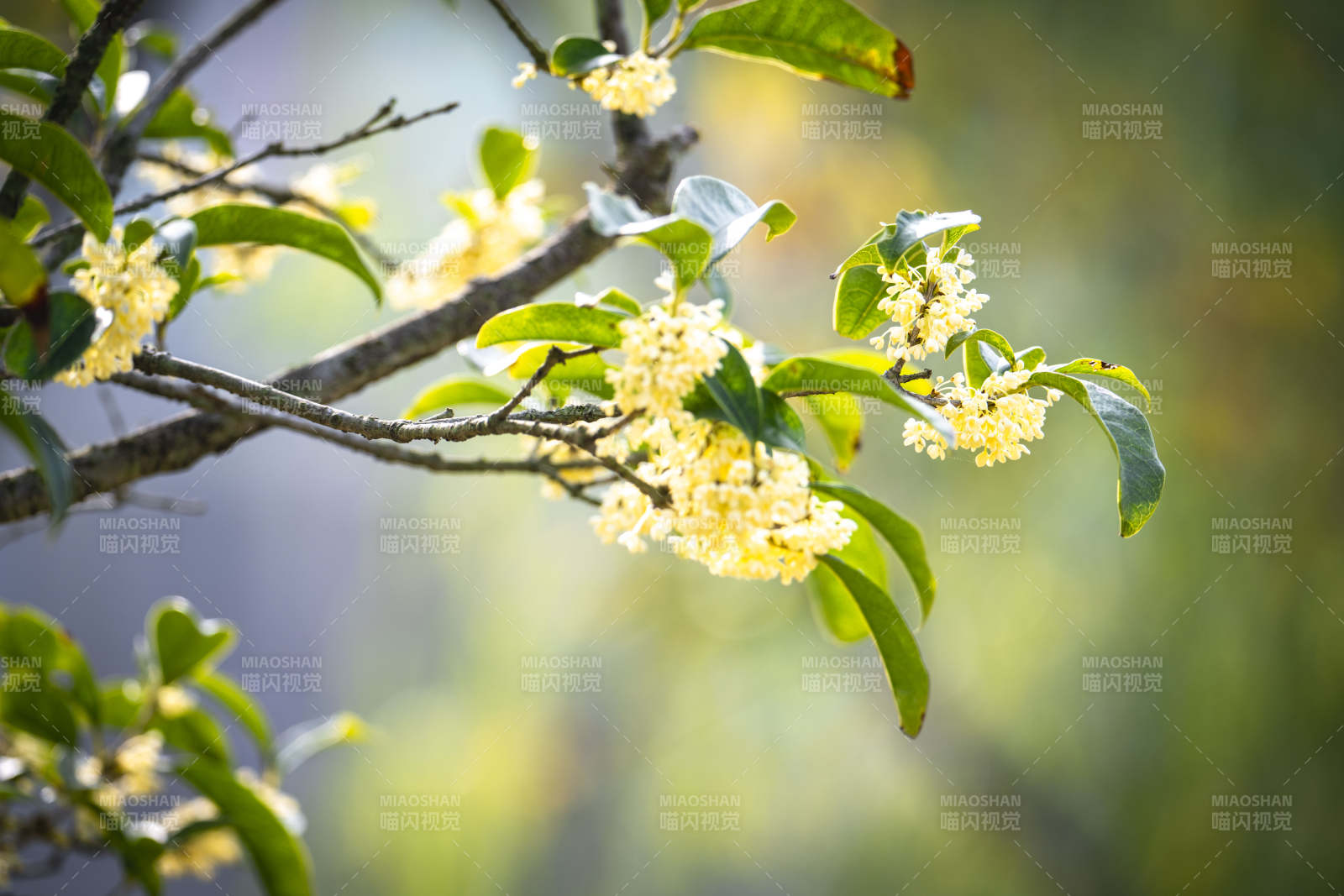 桂花绽放枝头图片
