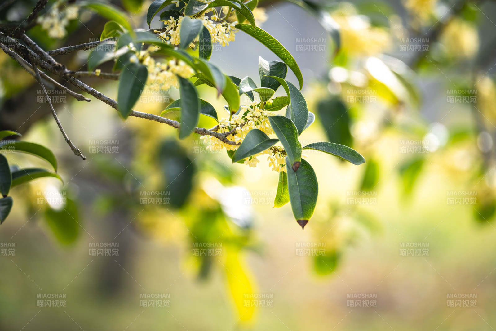 桂花枝头绽放图片