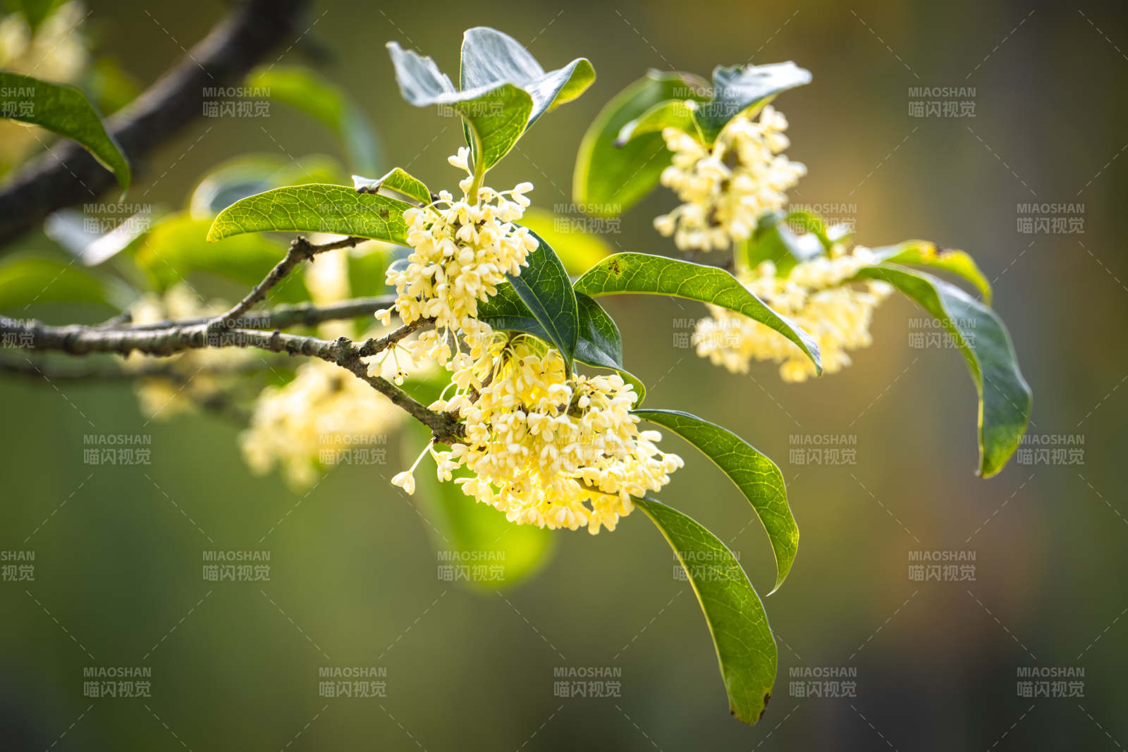 桂花绽放枝头图片