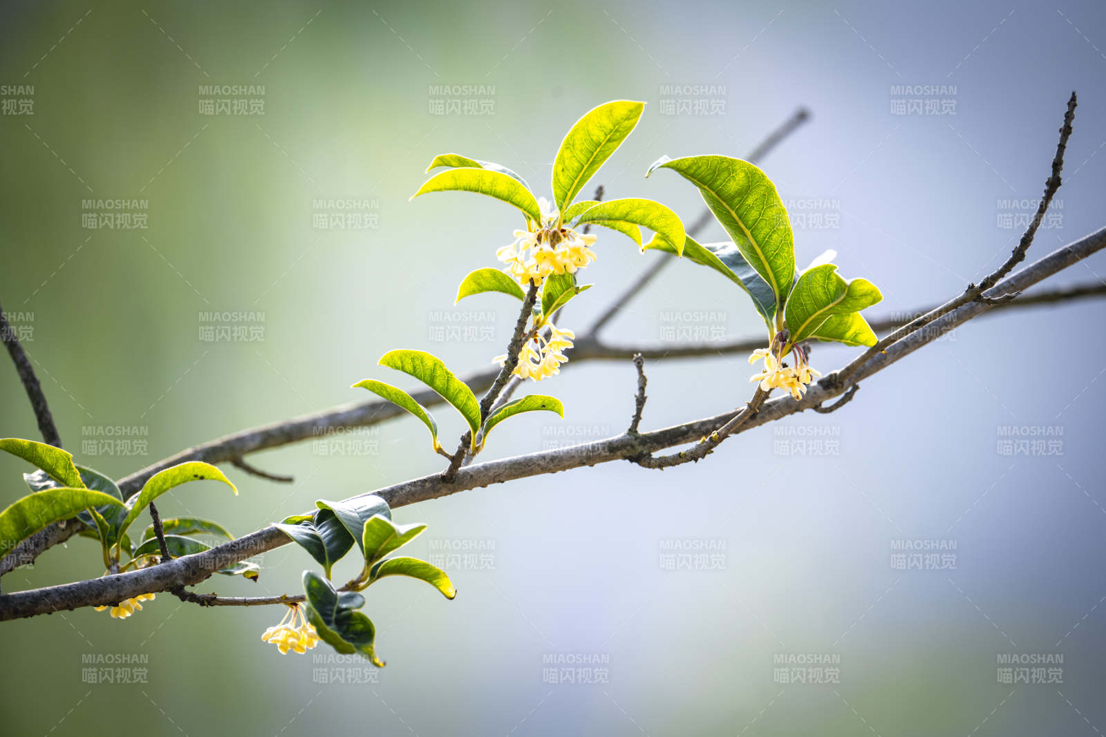 桂花枝头绽放图片