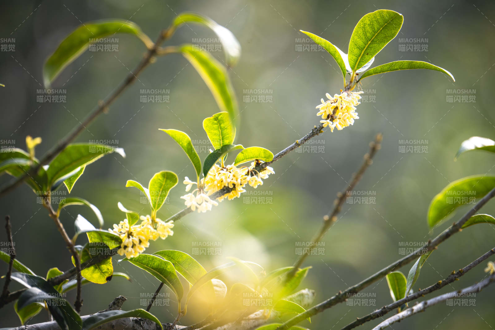 桂花绽放枝头图片