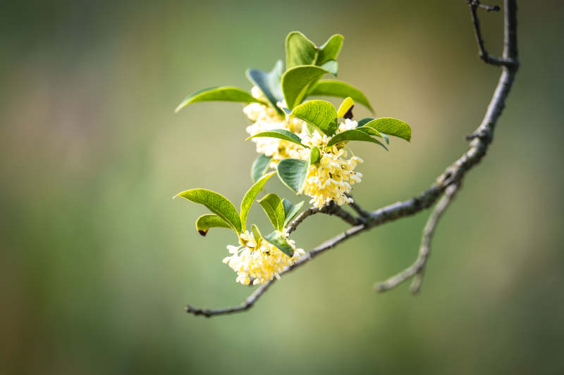 枝头绽放的桂花图片