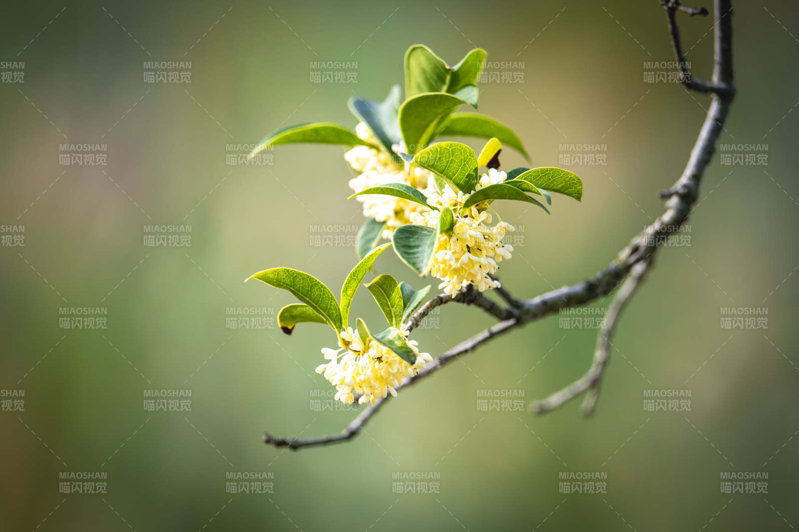 枝头绽放的桂花图片