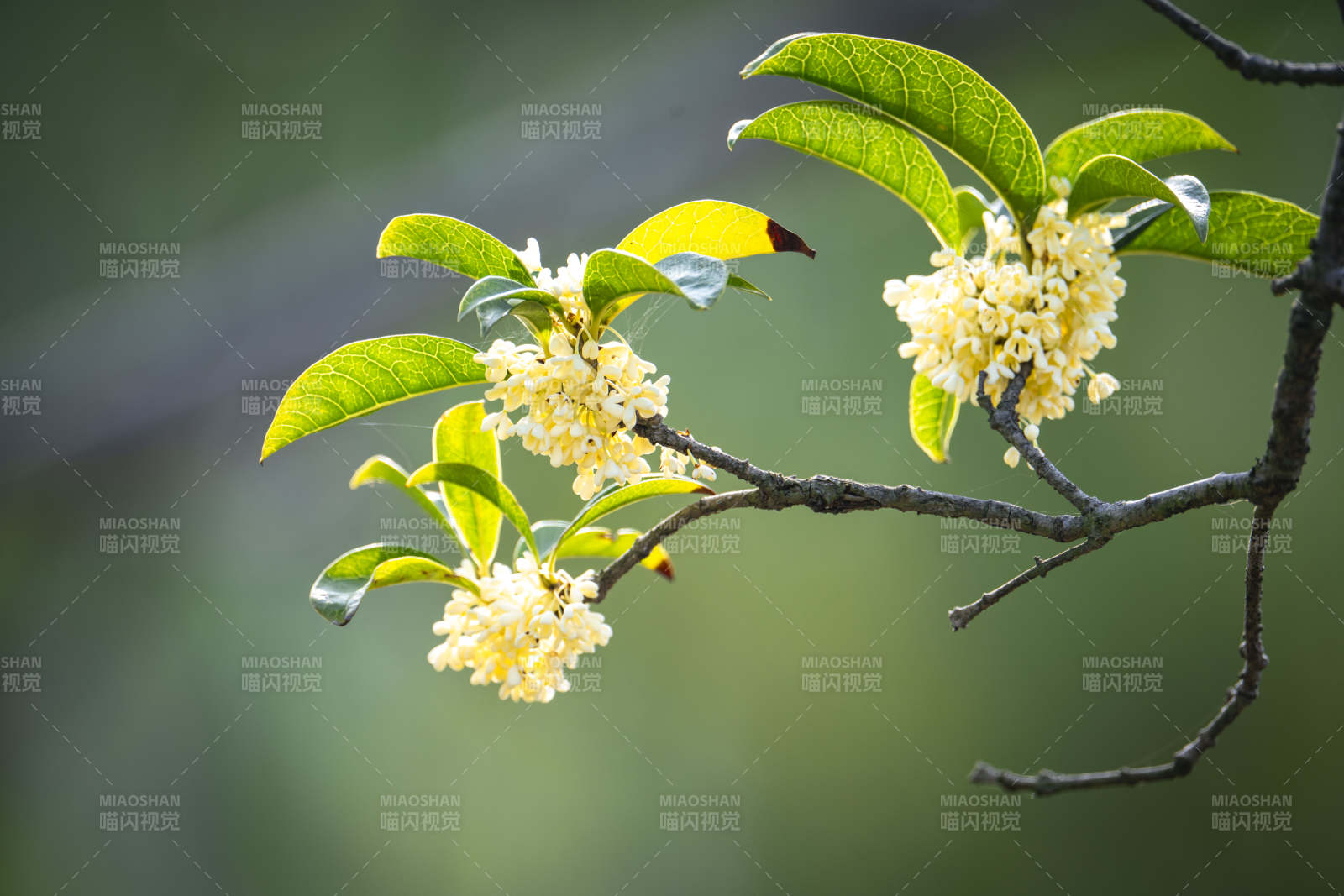桂花绽放枝头图片