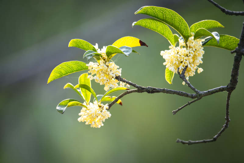 桂花绽放枝头图片