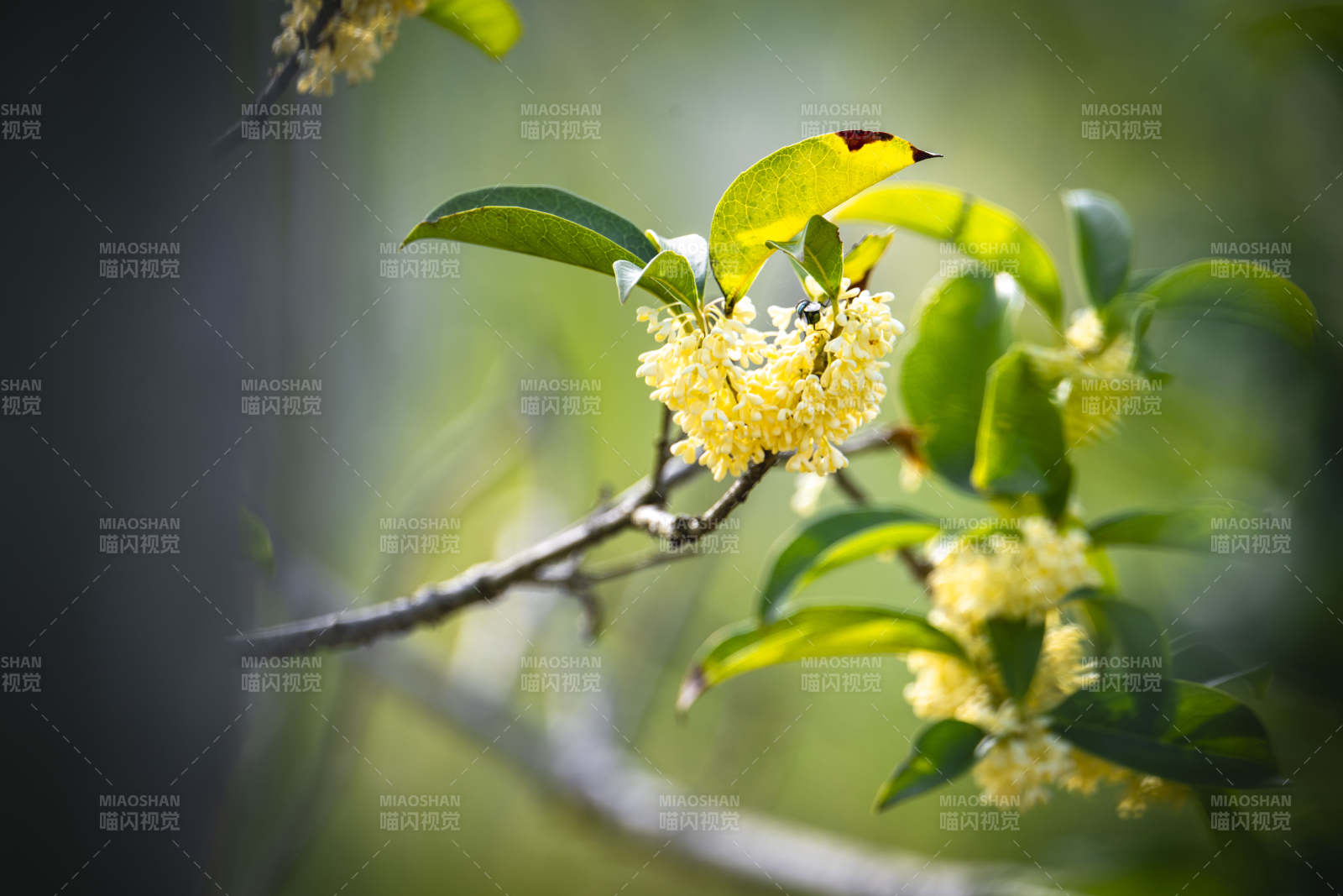 桂花绽放枝头图片