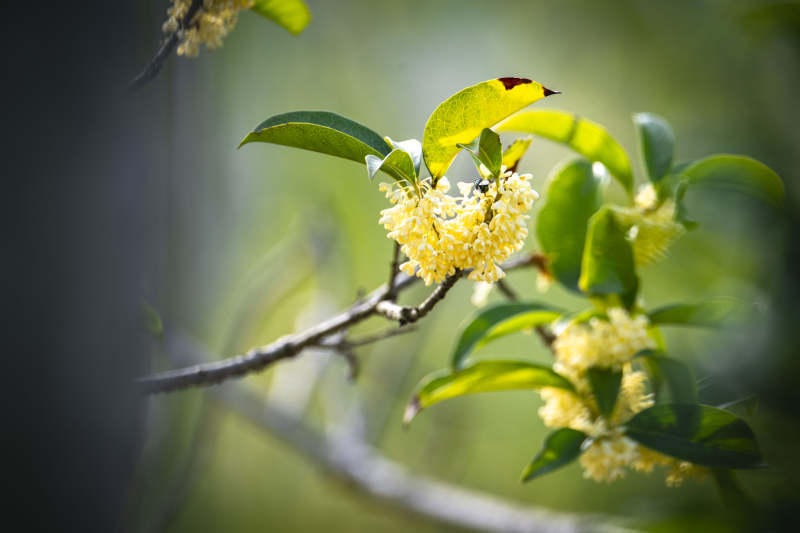 桂花绽放枝头图片