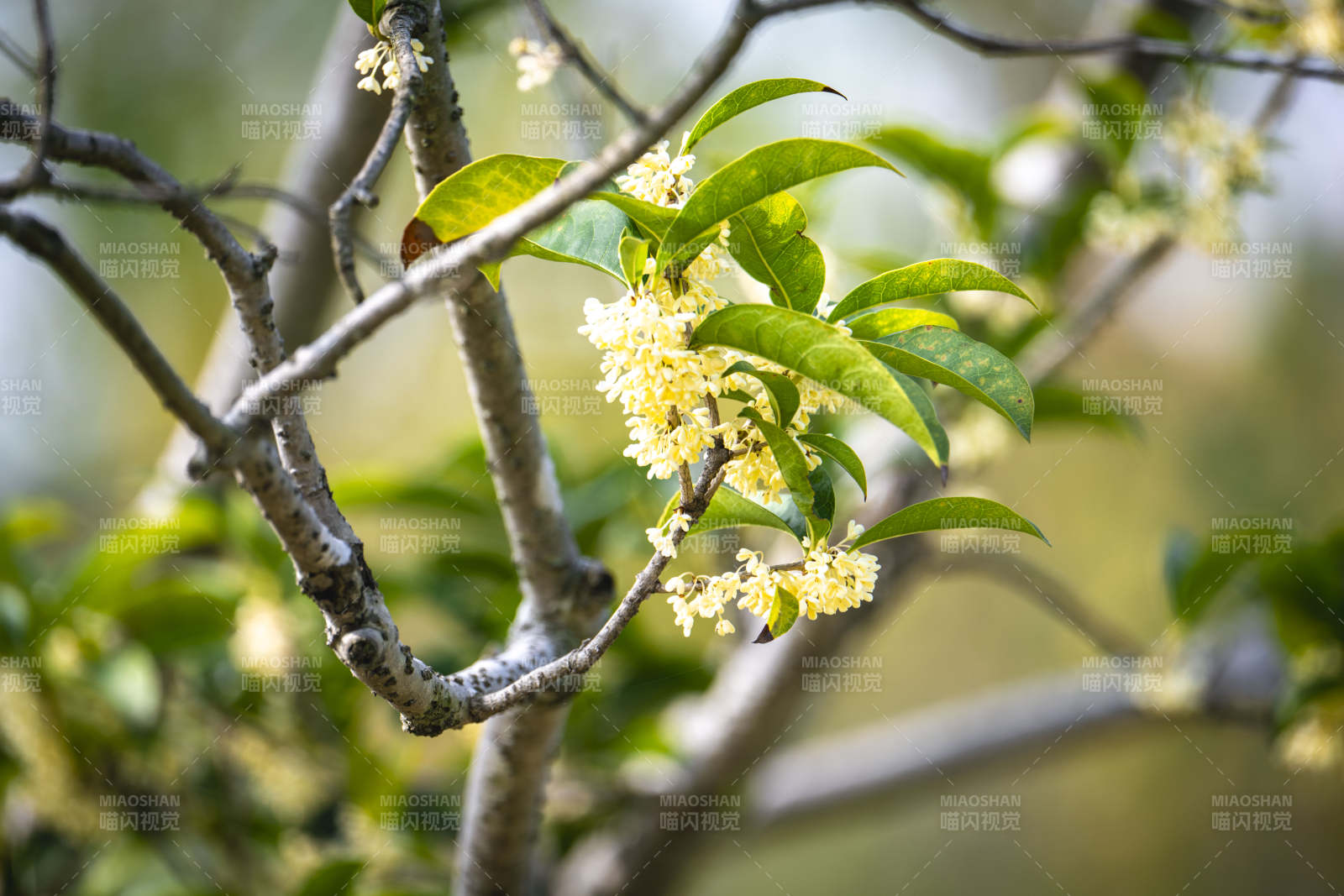 桂花绽放枝头图片