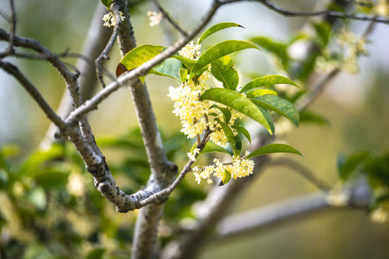 桂花绽放枝头图片