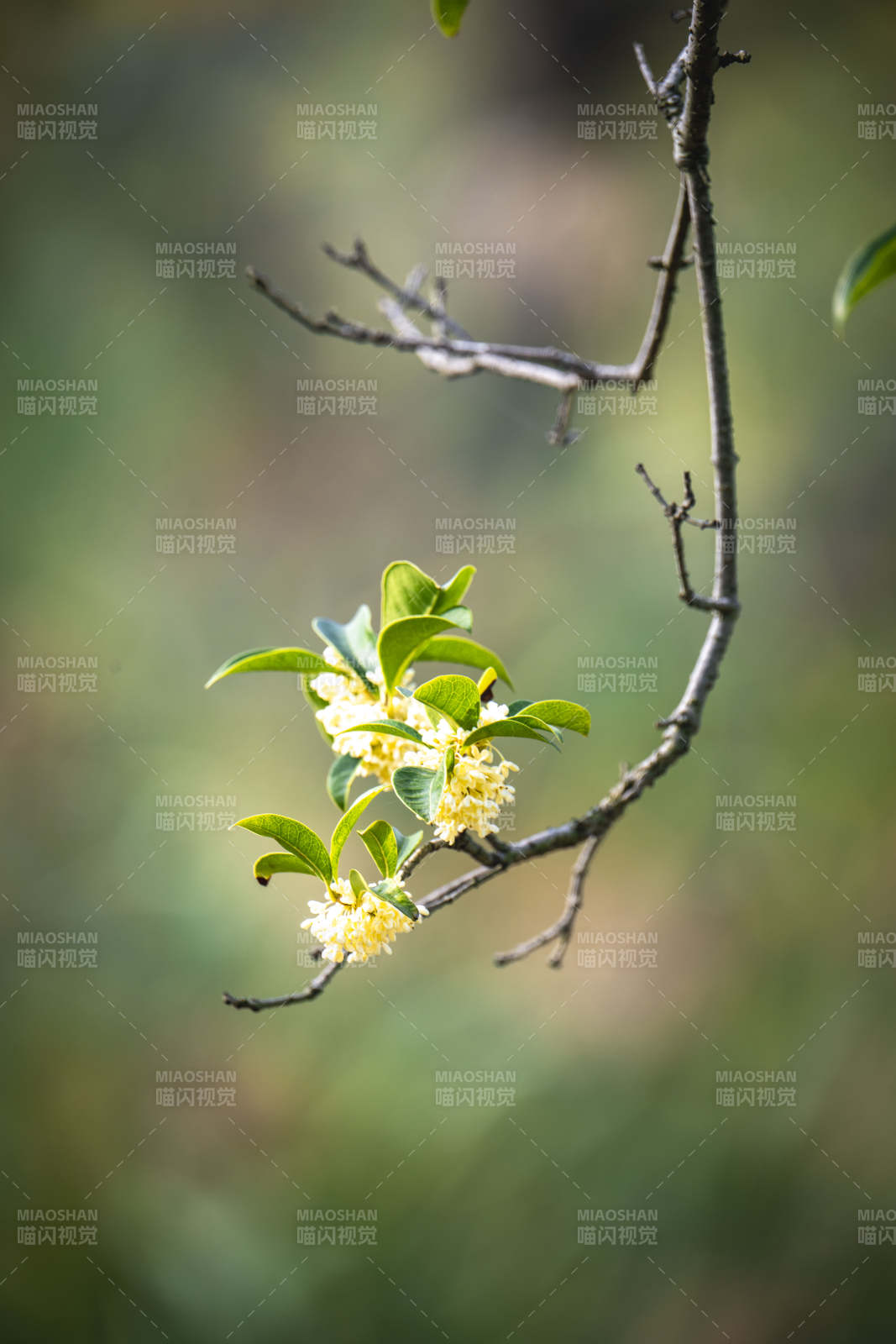 枝头小黄花绽放图片