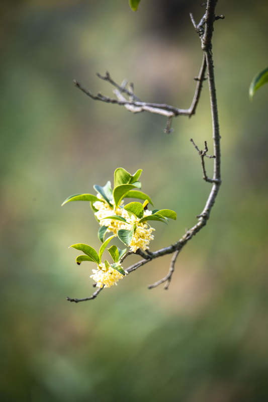 枝头小黄花绽放图片