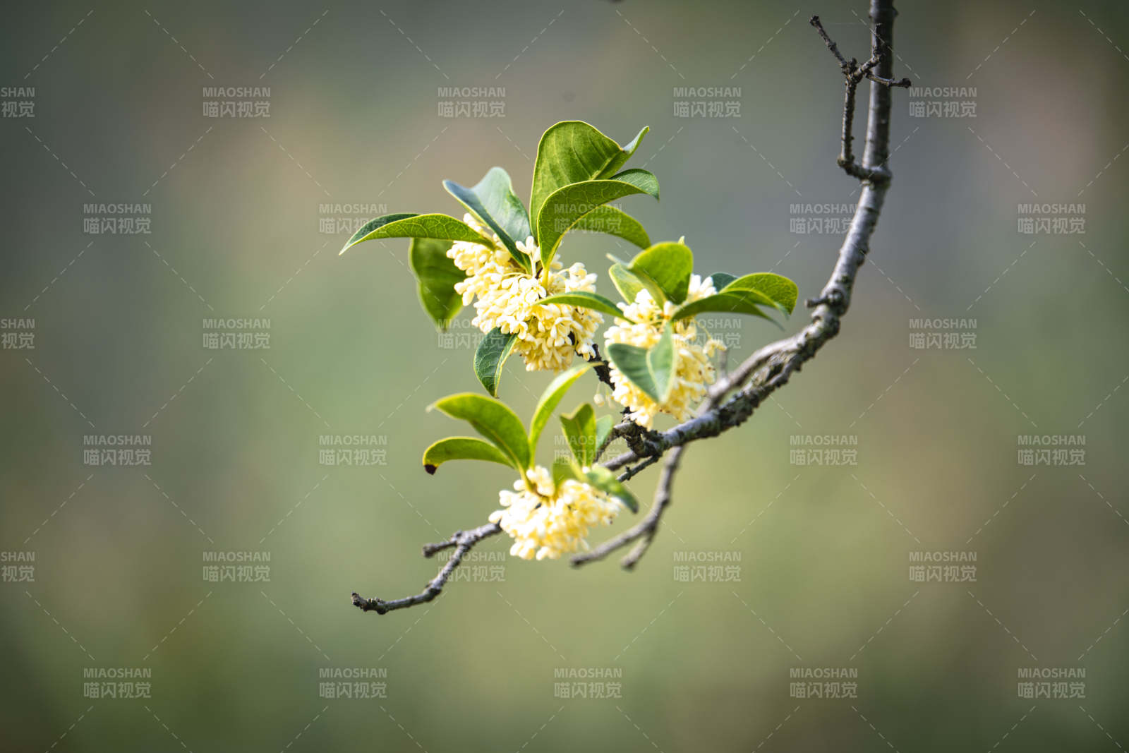 桂花枝头绽放图片