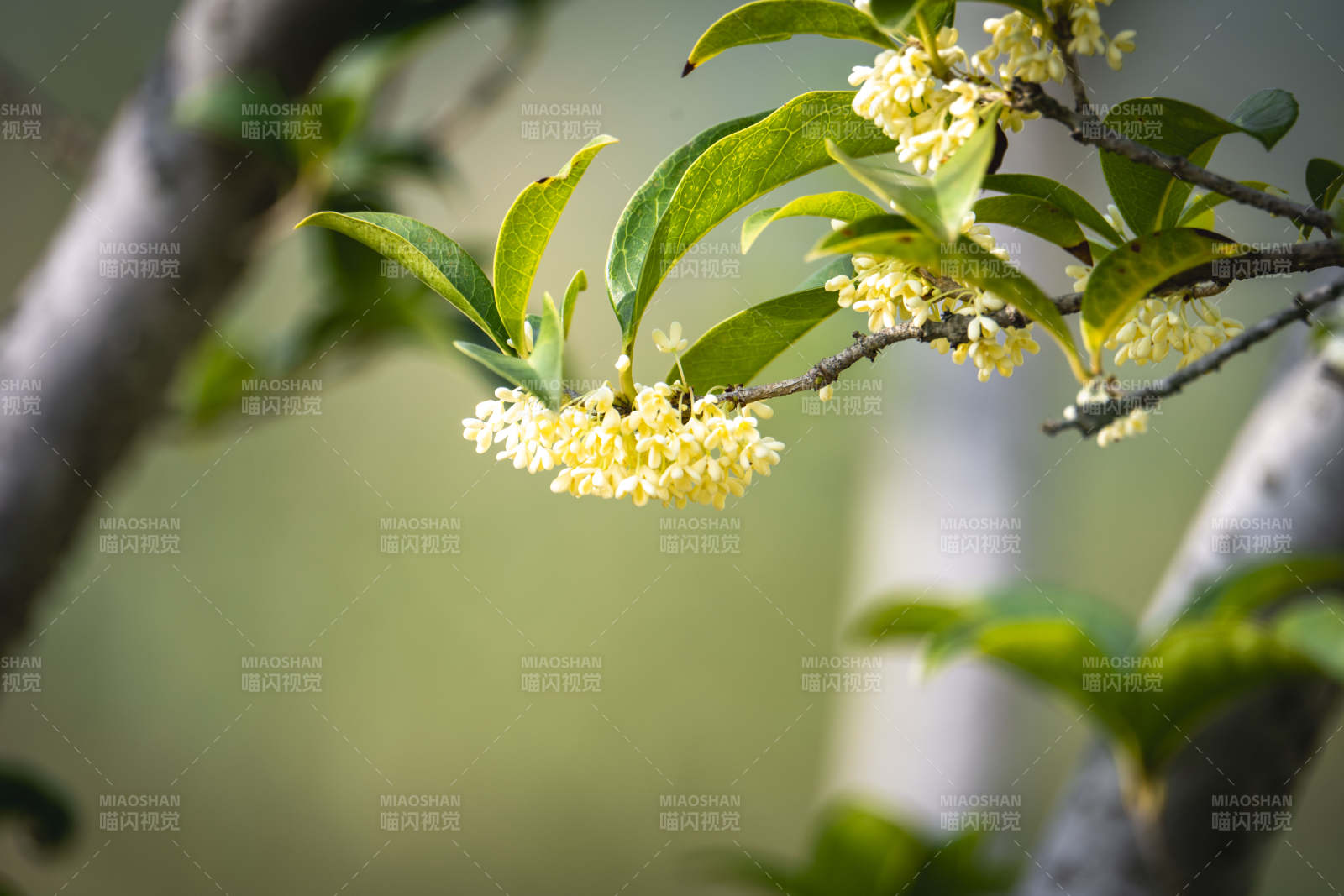 桂花绽放枝头图片