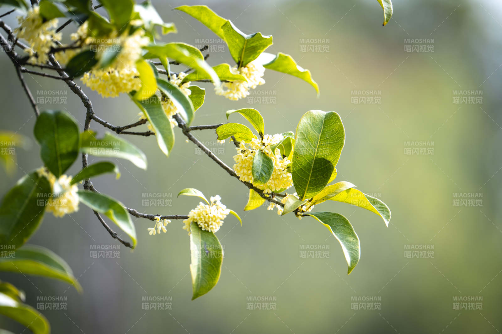 桂花绽放枝头图片