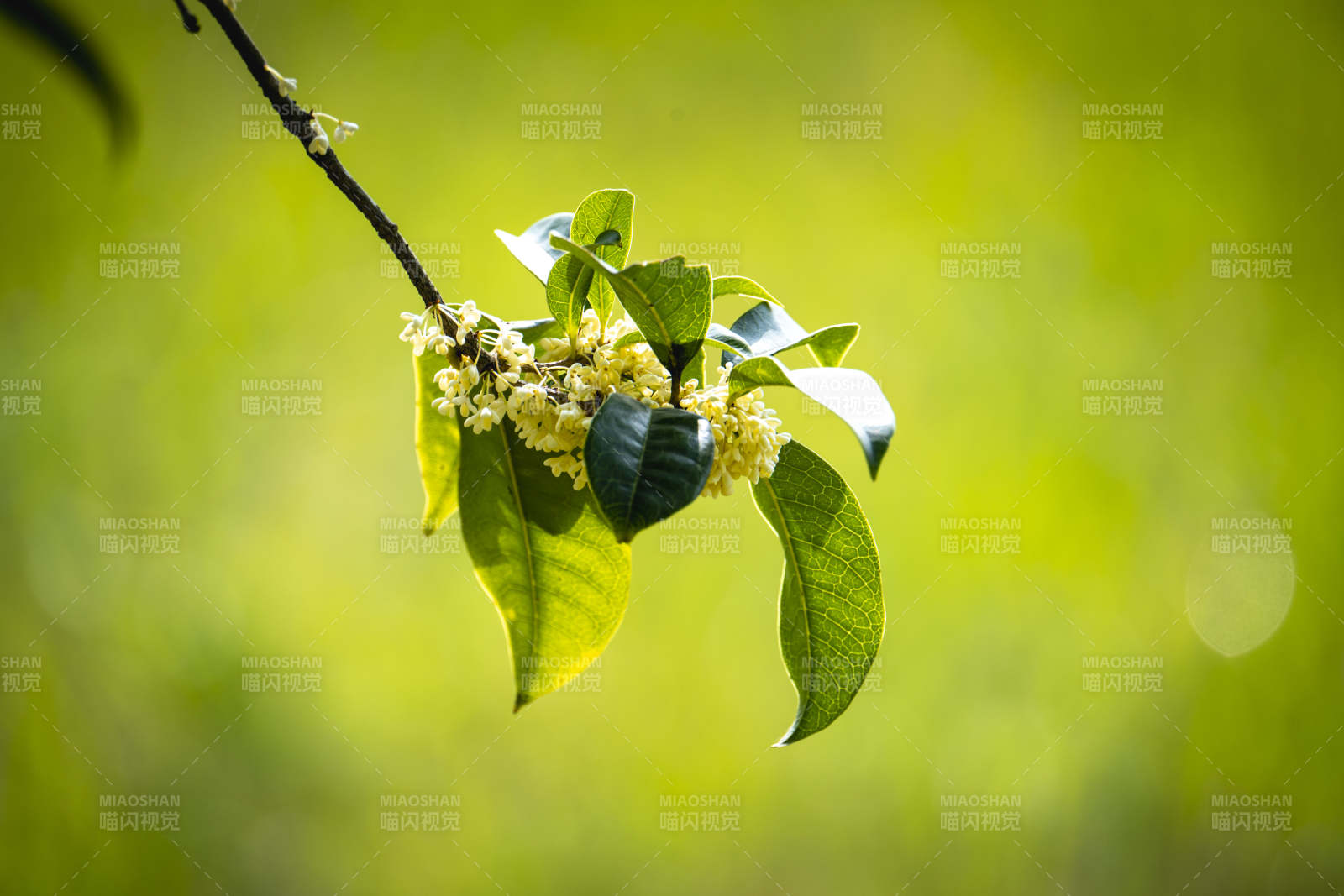 枝头小花绽放图片