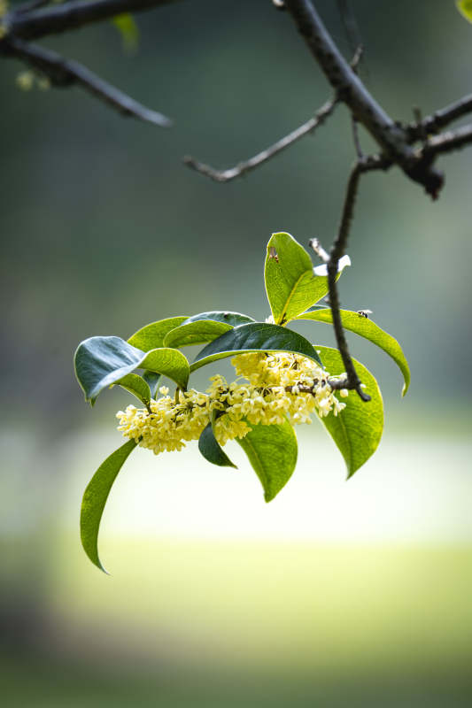 桂花绽放枝头图片