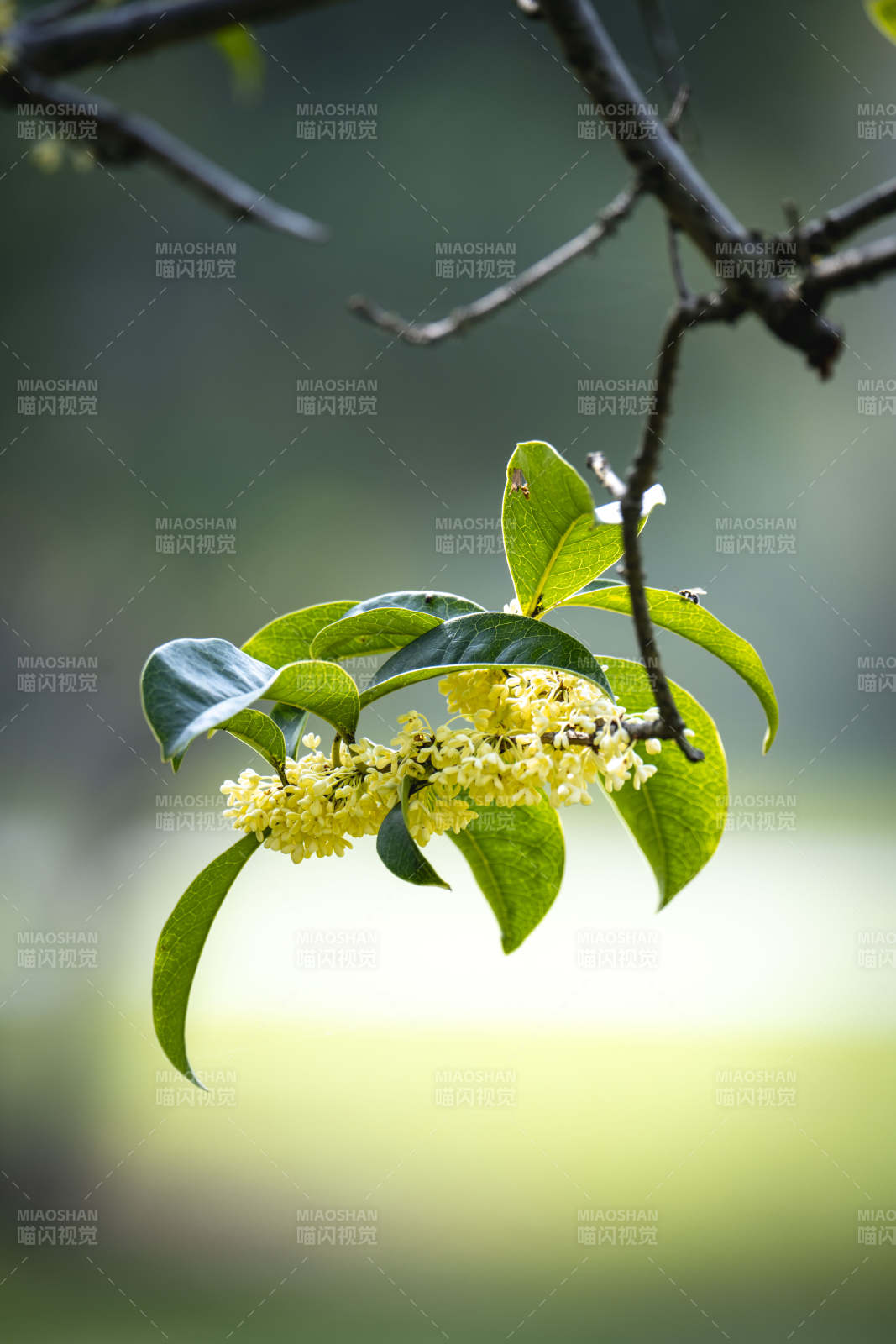 桂花绽放枝头图片