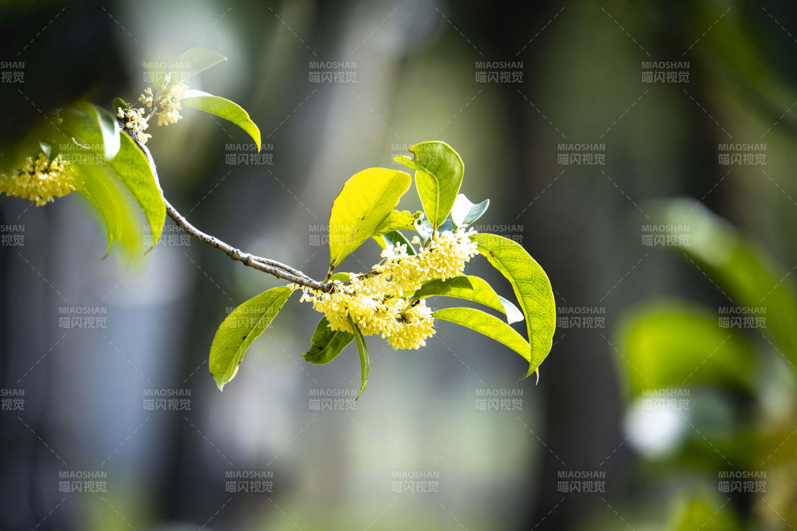 桂花绽放枝头图片