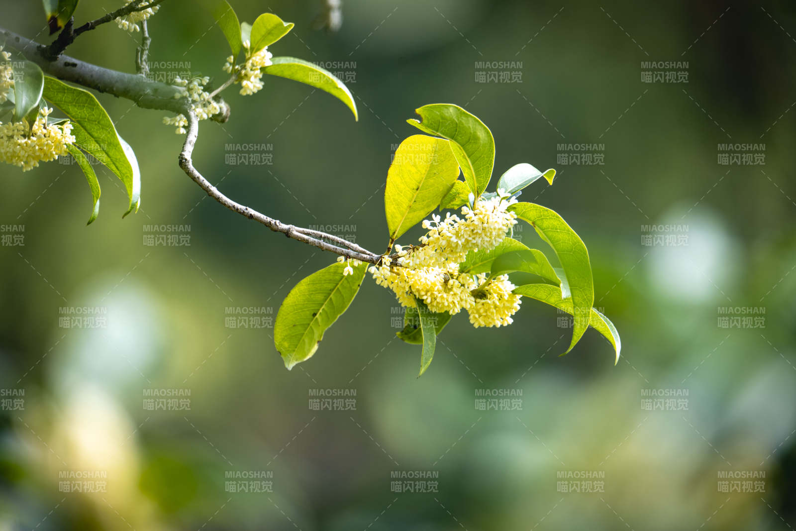 绿叶黄花枝头绽放图片