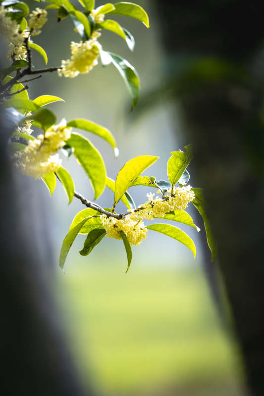 桂花绽放枝头图片