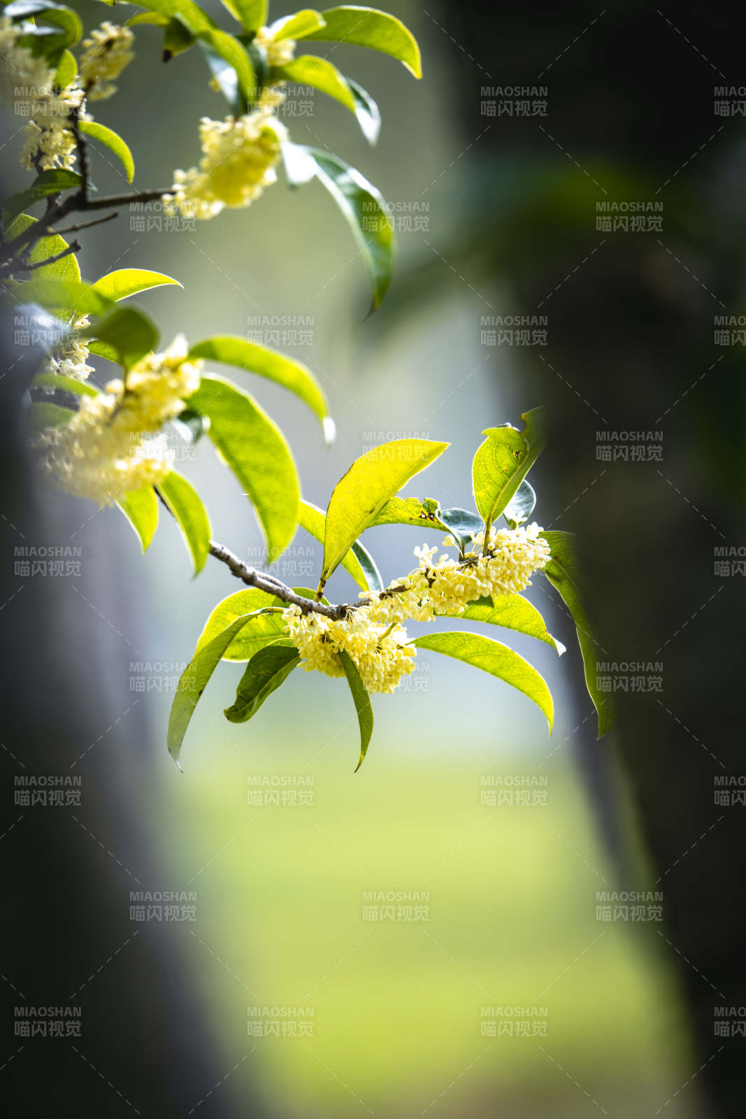桂花绽放枝头图片