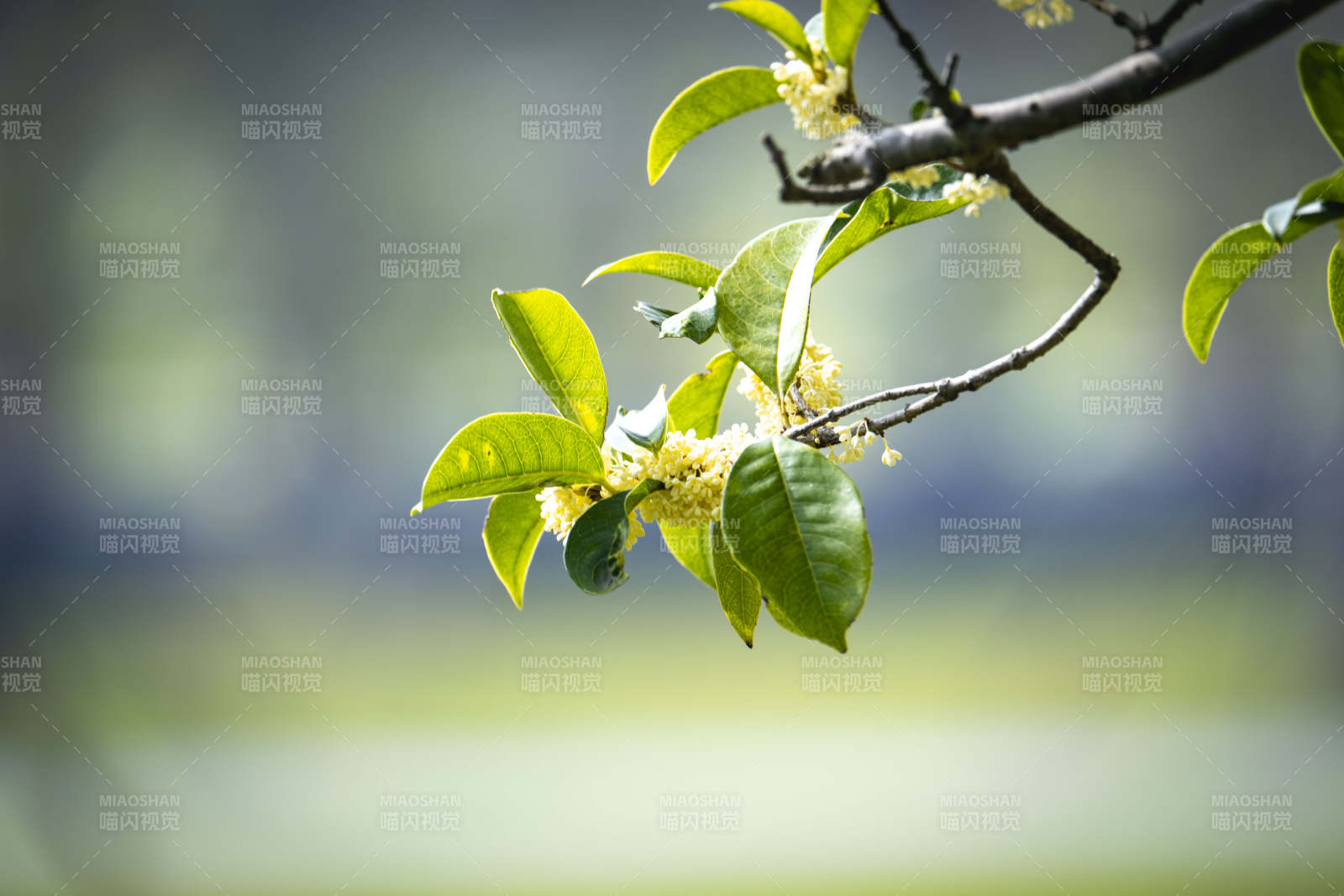 桂花枝头绽放图片