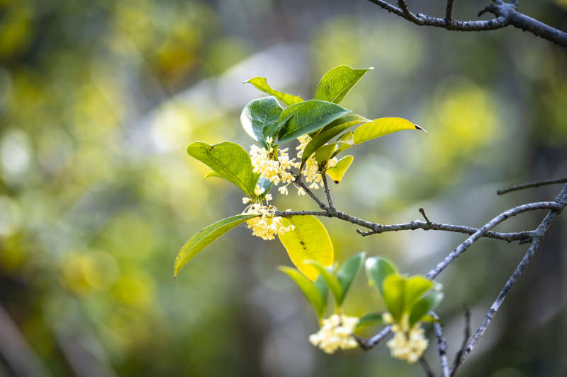 桂花枝头绽放图片