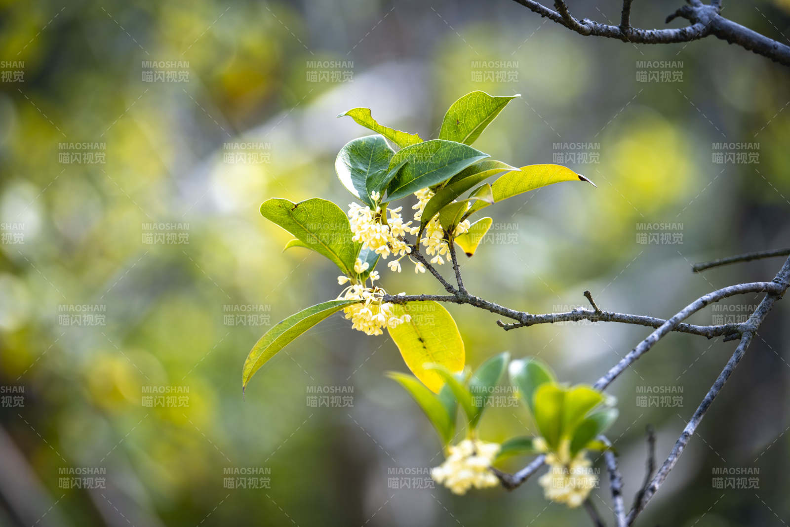 桂花枝头绽放图片