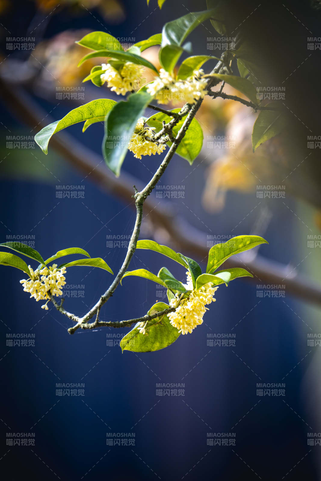 桂花枝头绽放图片
