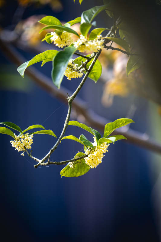 桂花枝头绽放图片