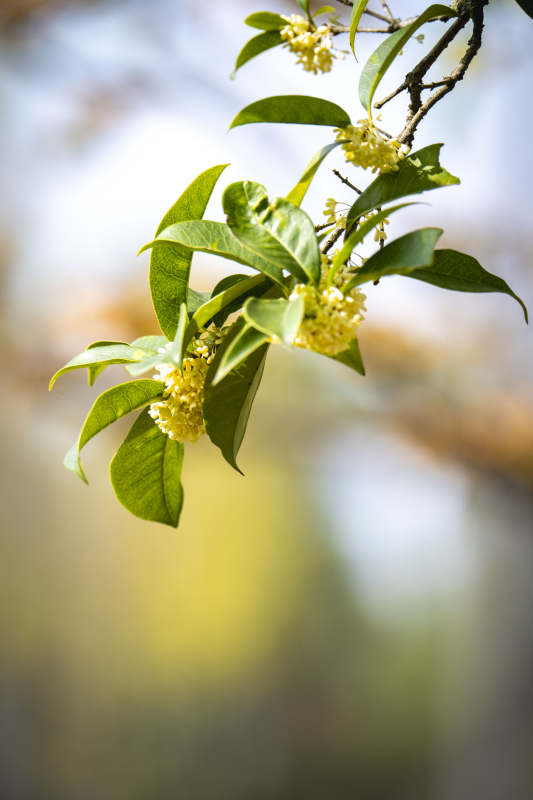 桂花绽放枝头图片