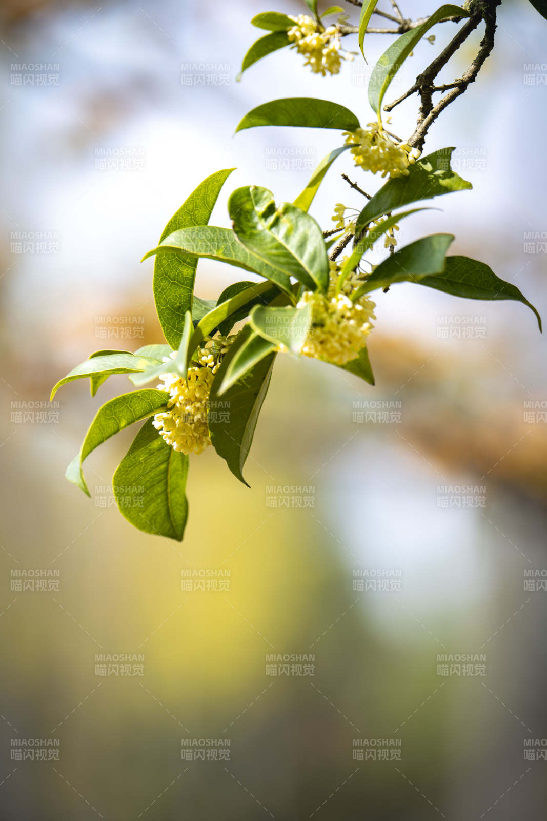 桂花绽放枝头图片