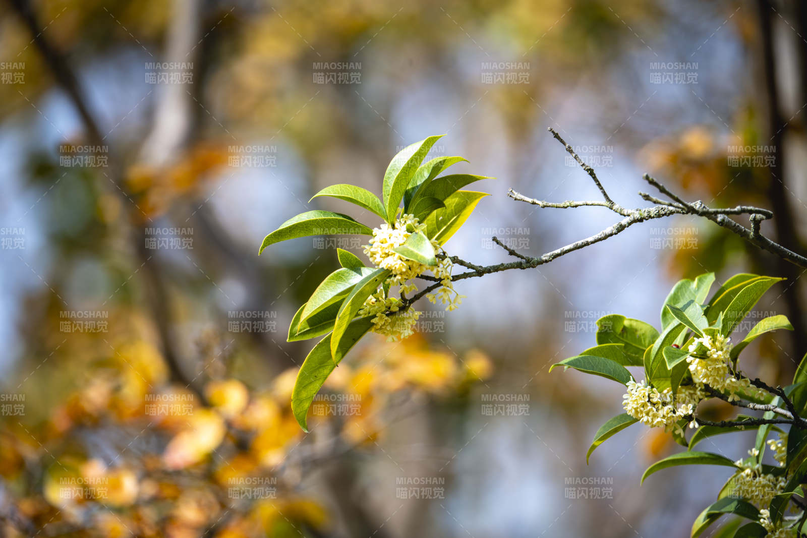 枝头绽放的桂花图片