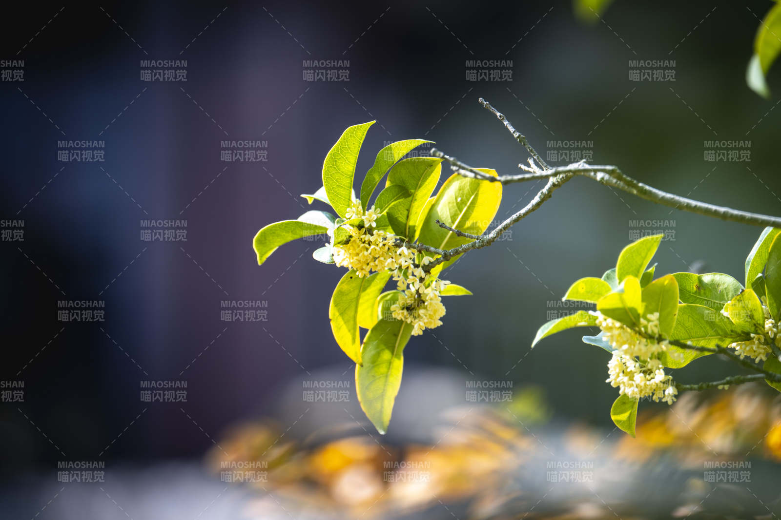 枝头小花绽放图片