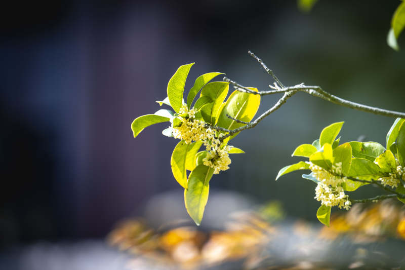 枝头小花绽放图片