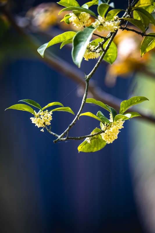桂花枝头绽放图片
