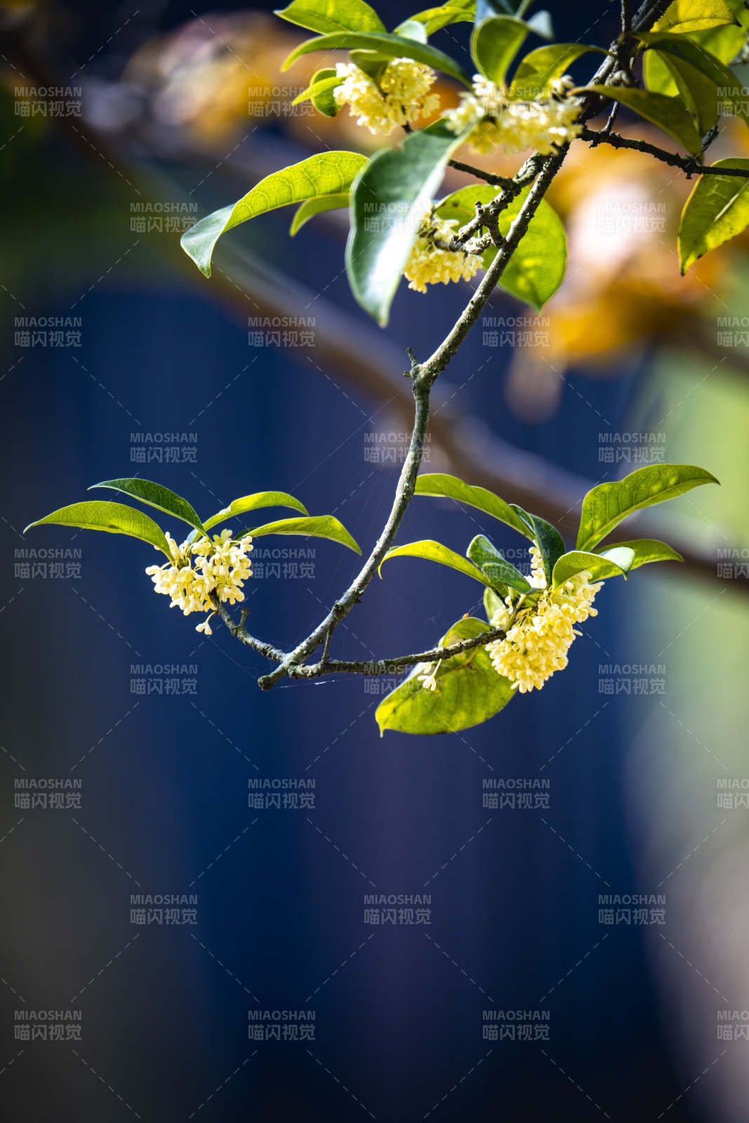桂花枝头绽放图片