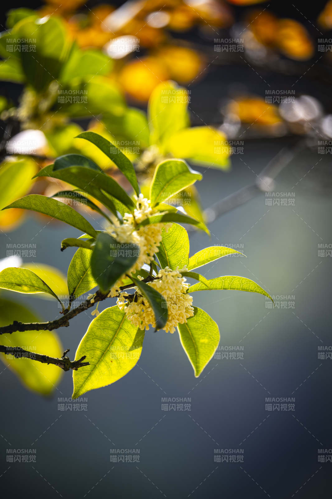 桂花绽放枝头图片