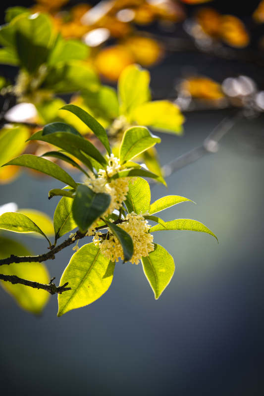 桂花绽放枝头图片