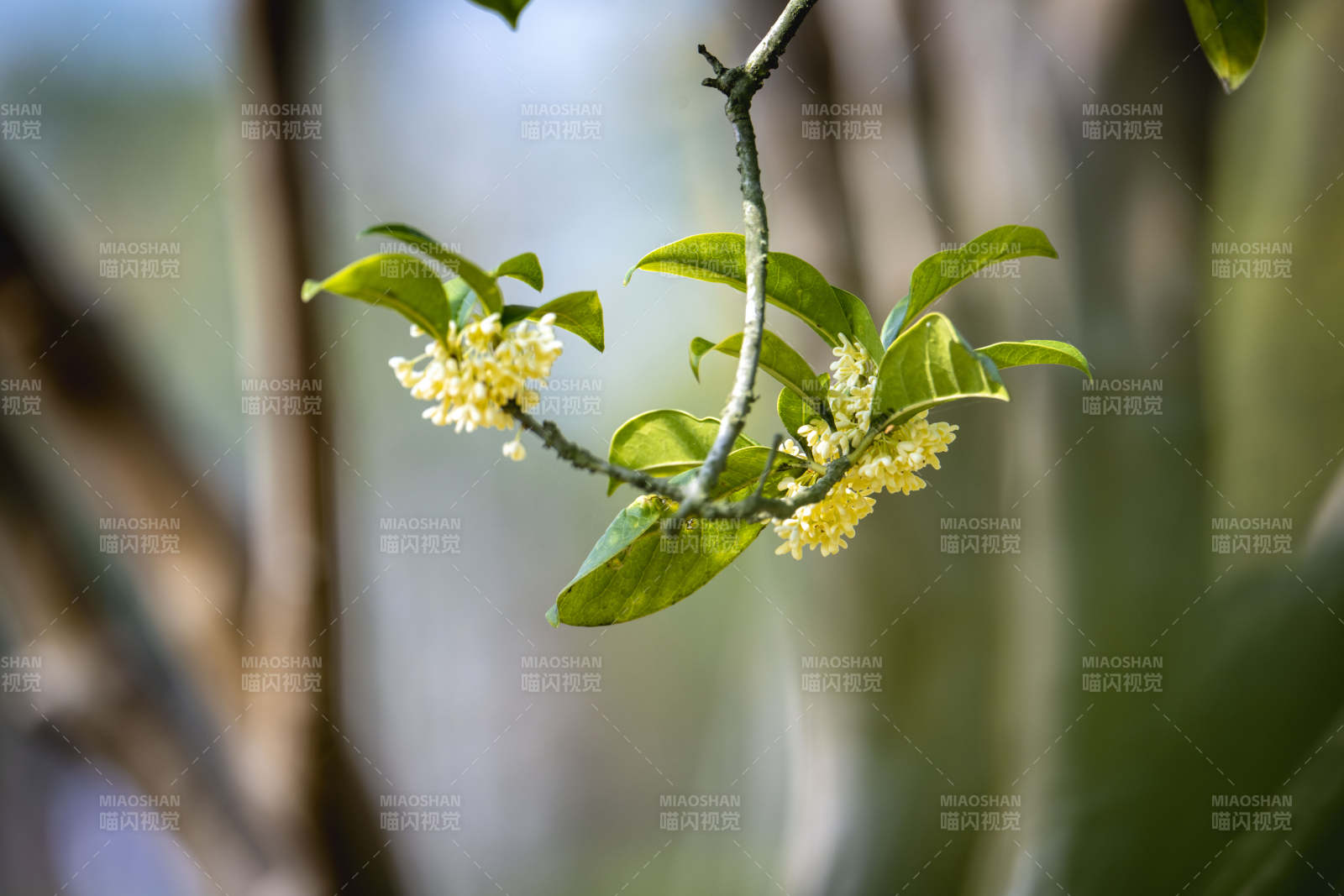 桂花绽放枝头图片
