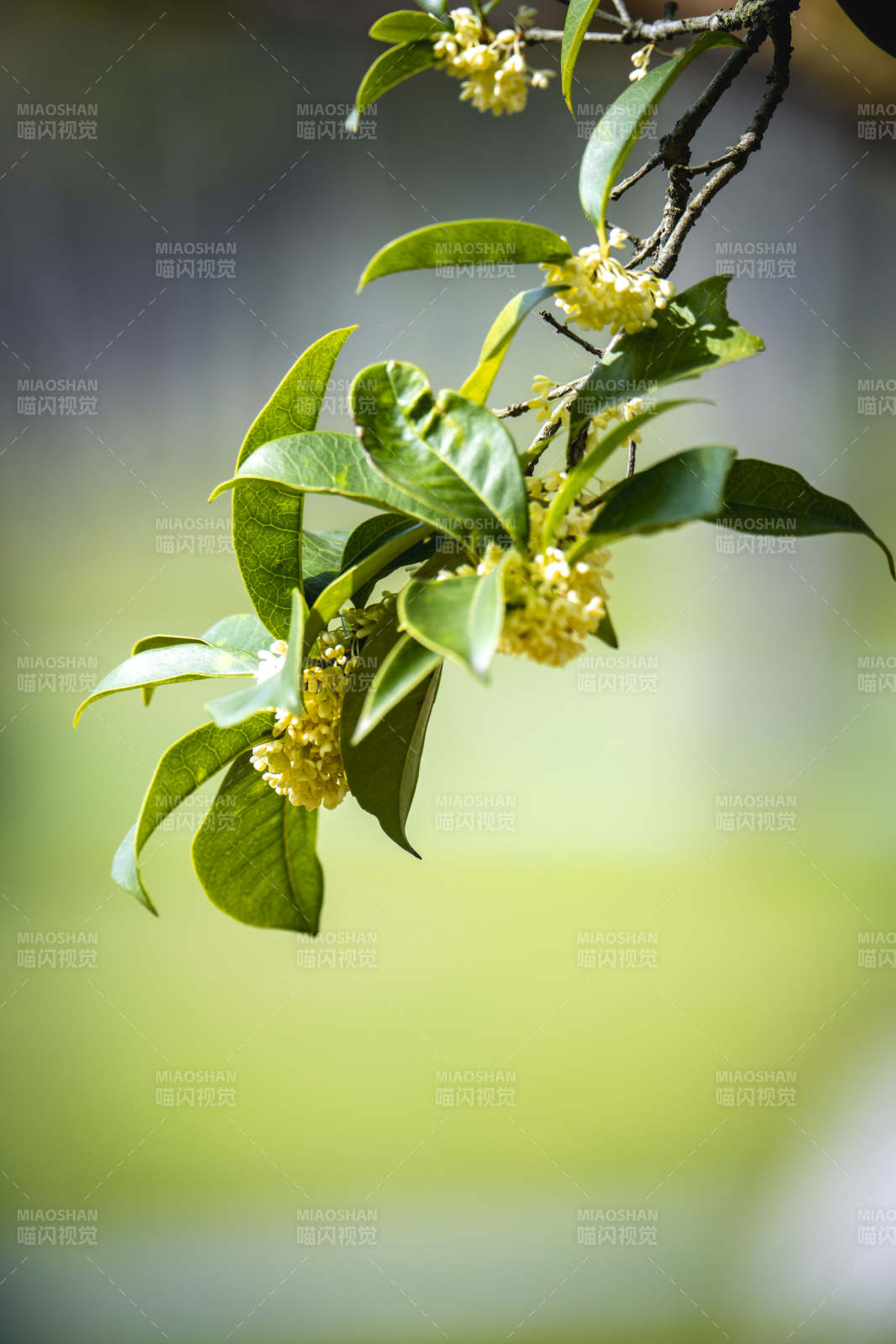 桂花枝头绽放图片