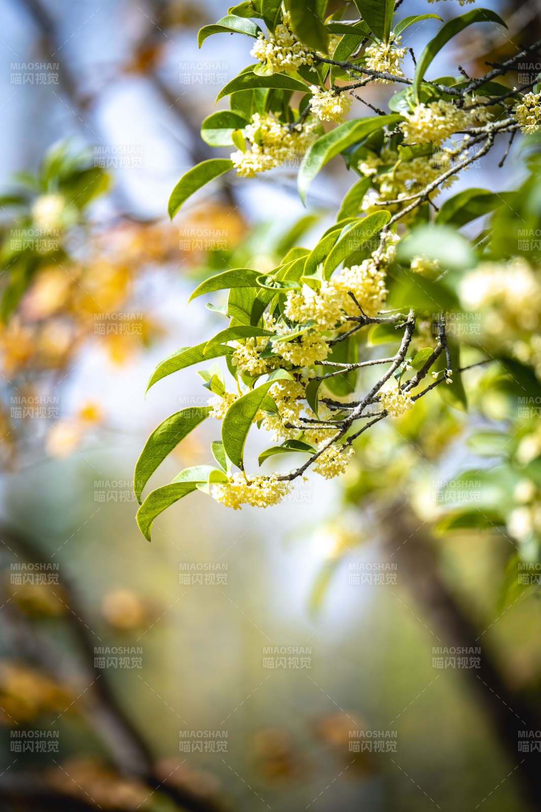 桂花绽放枝头图片
