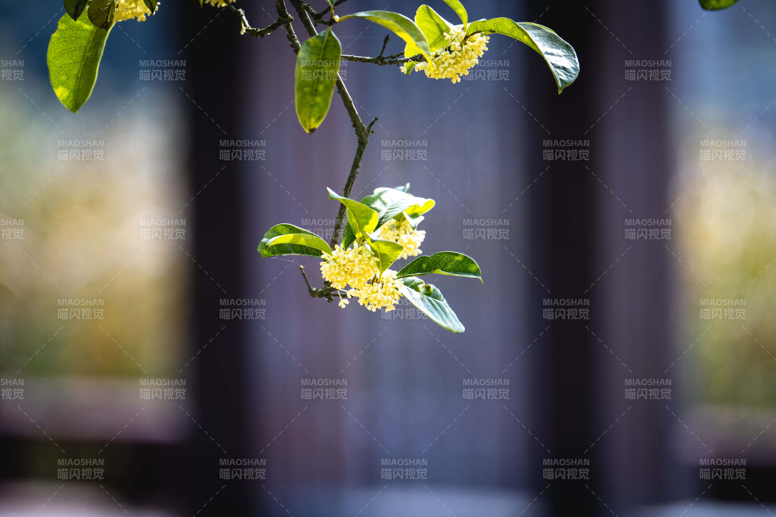 枝头黄花绽放图片