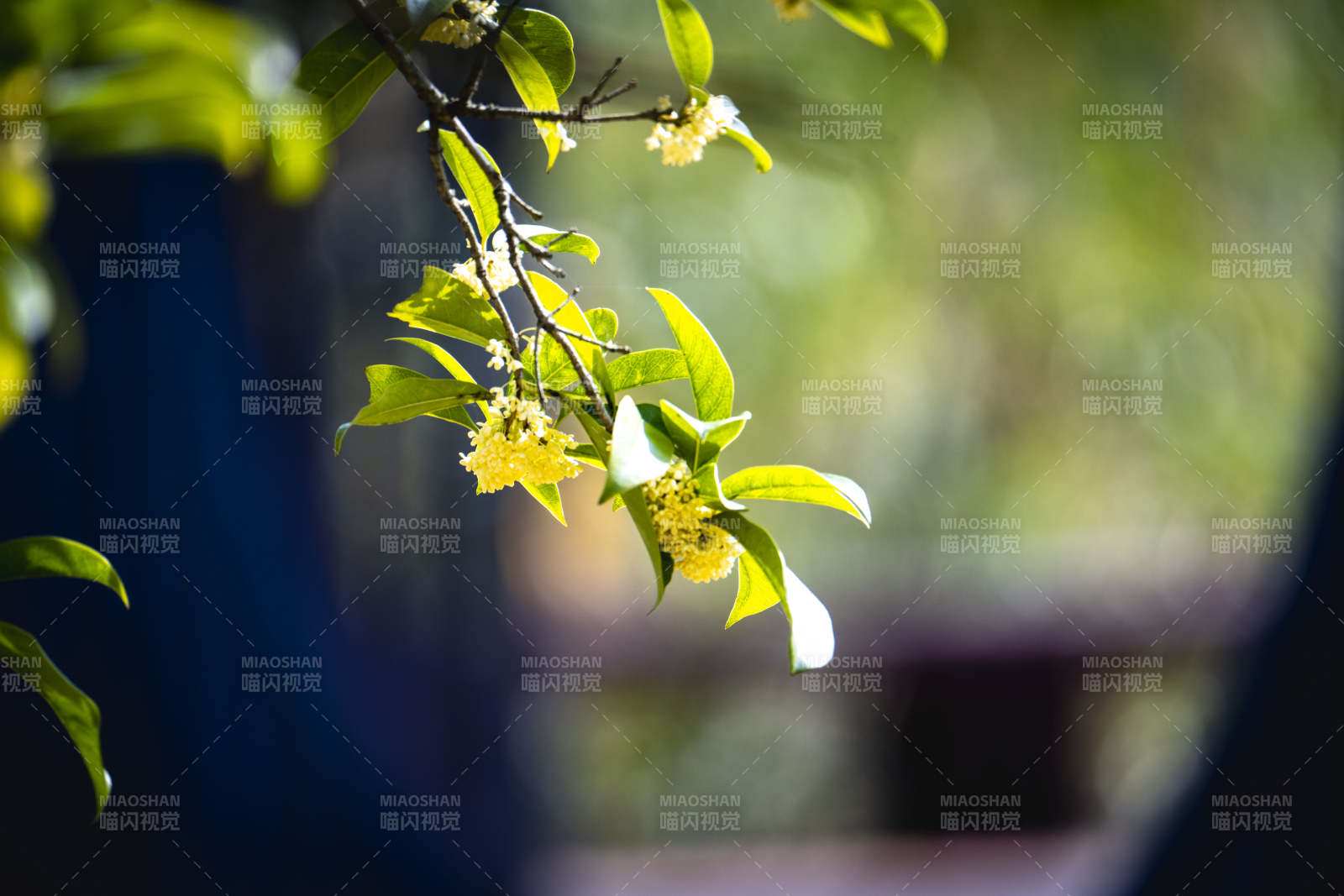 枝头黄花绽放图片