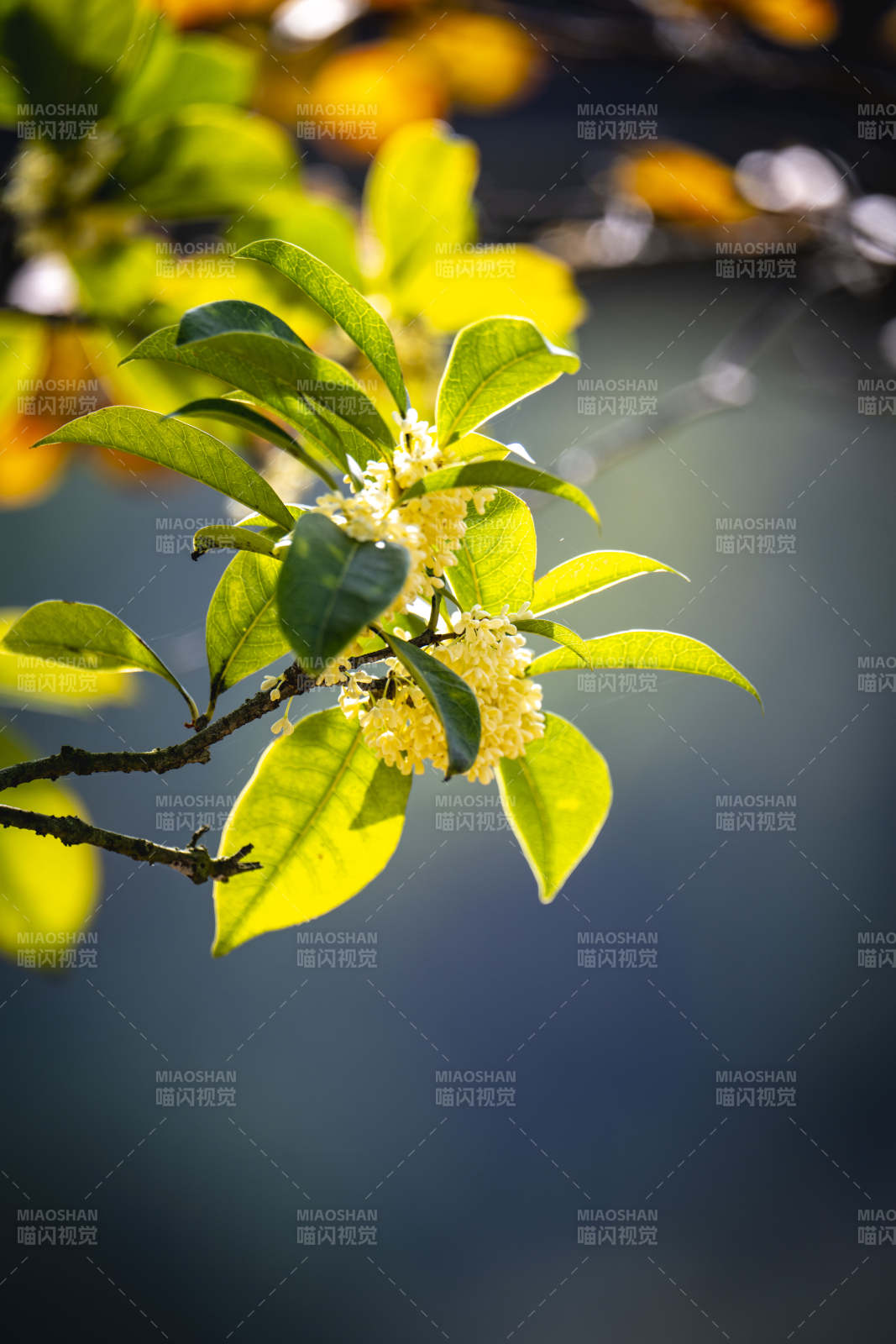 桂花枝头绽放图片