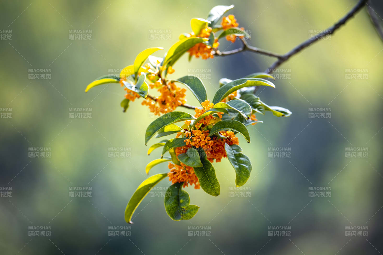 桂花枝头绽放图片
